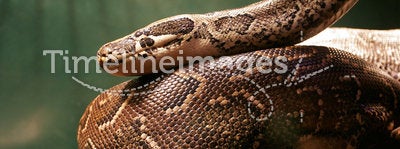 Huge Boa Constrictor in jungle