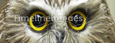 Headshot of saw whet owl