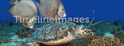 Hawksbill Turtle and Gray Angelfish