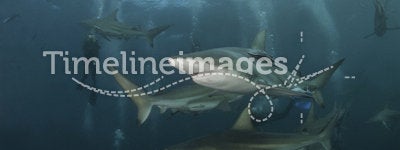Shark sequence
