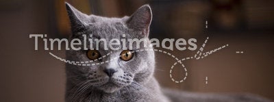 Cat breed British Shorthair Blue