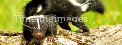 Baby skunks playing with each other