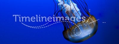 Jellyfish on blue