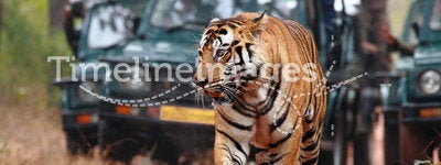 Tiger spotting on Safari