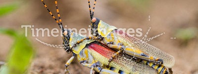 Elegant grasshoppers