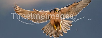 Lanner falcon landing
