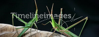 A couple of grasshopper