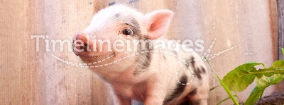 Close-up of a cute muddy piglet