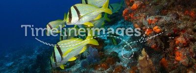 School of Porkfish on a Coral Reef