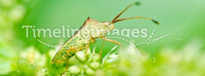 Hemiptera in green nature