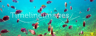 Tropical fishes at coral reef area