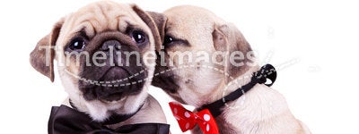 Adorable pug puppy dogs couple