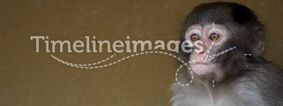 Cute baby monkey
