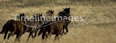 Wild horses running away
