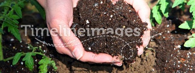 Hands Cupping Soil