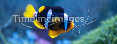 Small anemonefish