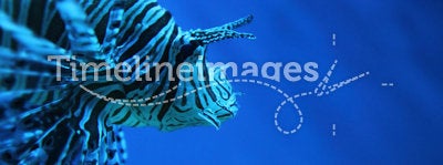 Lion fish (dragonfish, scorpionfish)