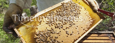 Beekeeper checking the honeycomb