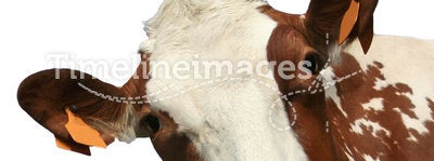 Isolated cow portrait