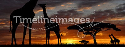 Giraffe over sunrise