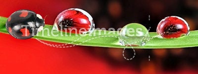 Ladybird on dewy leaf