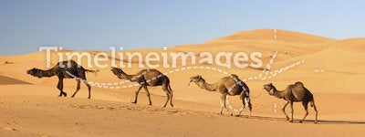 Camels in Erg Chebbi, Morocco