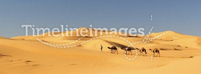 Camels in Erg Chebbi, Morocco