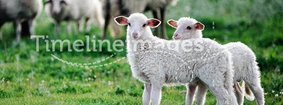 Two little lambs in a flock