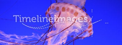 Beautiful jellyfishes