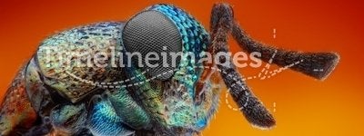 Extreme sharp and detailed study of 2 mm wasp