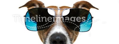 Dog in shades
