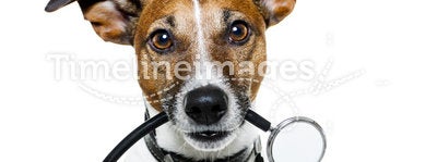 Dog as doctor