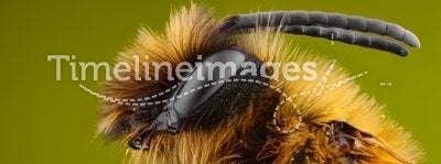 Extreme sharp and detailed study of Bee