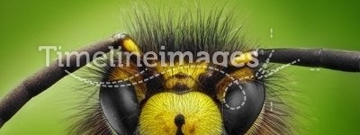 Extreme sharp and detailed study of wasp head