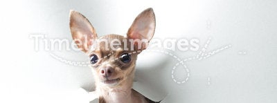 Funny small dog with big eyes and ears