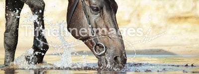 Portrait of black drinking horse in water