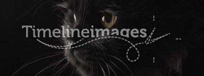 Black persian cat