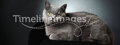 British cat studio portrait