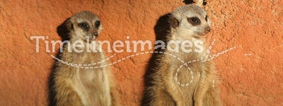 Two Meerkats Suricata