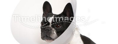 French Bulldog wearing a space collar