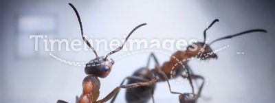Ants play human situation of family scandal