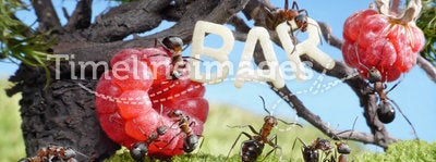 Ants enjoy juicy fruits, fresh juice bar
