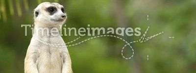 Cute meerkat standing