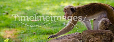Attentive monkey
