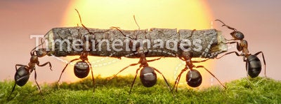 Team of ants carry log on sunset, teamwork concept