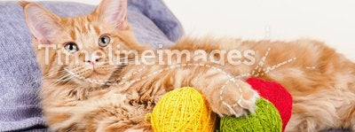 Main Coon cat with balls of wool