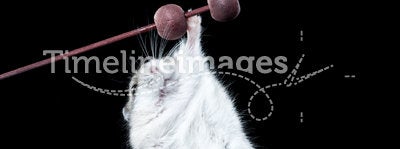 Mouse holding on a twig