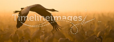 Eurasian crane flying