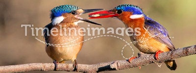 Malachite Kingfishers feeding a fish