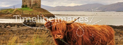 Highland cow, on loch Linnhe, Scotland